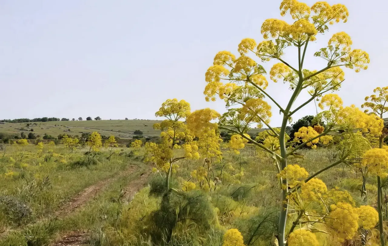Uzbekistan moves wild plant collection to e-auctions