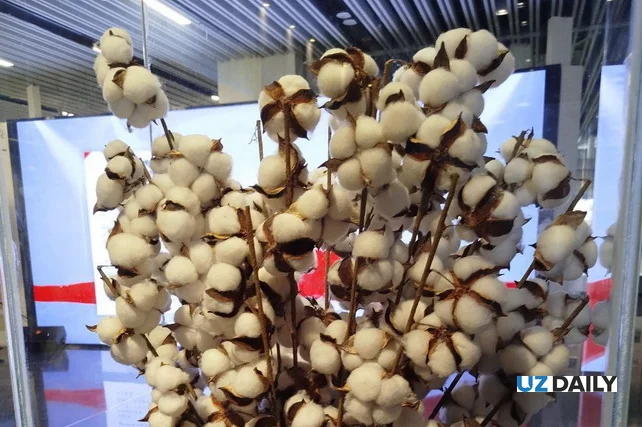 Uzbekistan Ranks Fifth Globally in Cotton Fibre Production